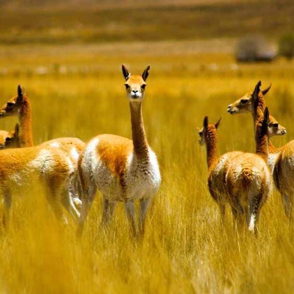Reserva Nacional de Pampas Galeras Bárbara D’Achille: Santuario de la vicuña