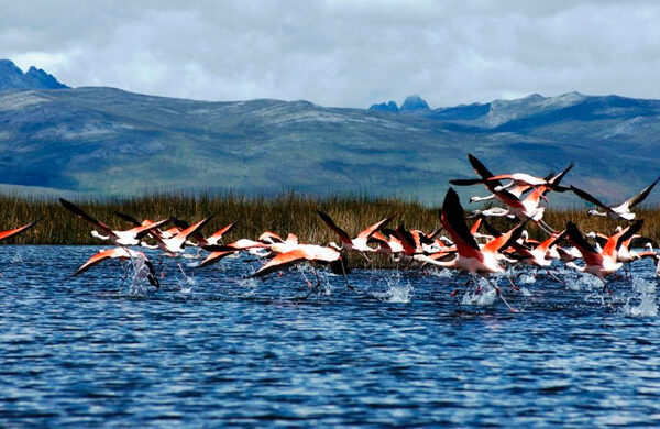 Reserva Nacional de Junín: Un refugio de vida